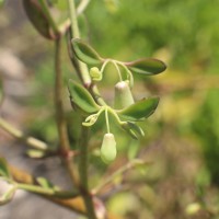 Kalanchoe pinnata (Lam.) Pers.